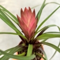 Tillandsia cyanea - wiwarium