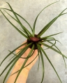 Tillandsia cyanea - wiwarium