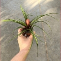 Tillandsia cyanea - wiwarium