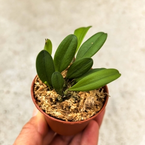 NOWOŚĆ STORCZYK Bulbophyllum taiwanense - wiwarium, terrarium