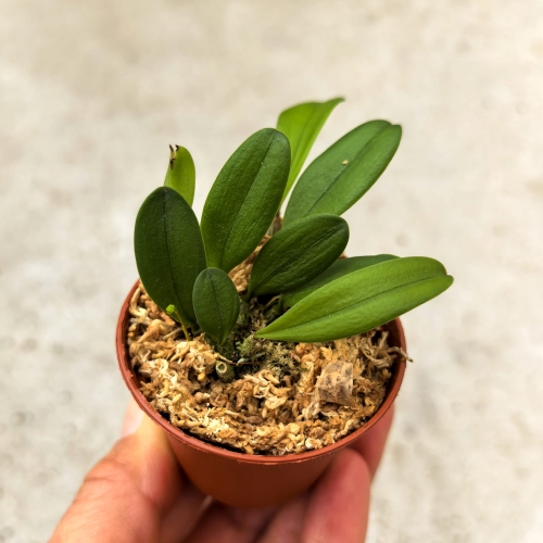 NOWOŚĆ STORCZYK Bulbophyllum taiwanense - wiwarium, terrarium