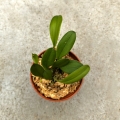 NOWOŚĆ STORCZYK Bulbophyllum taiwanense - wiwarium, terrarium