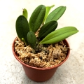 NOWOŚĆ STORCZYK Bulbophyllum taiwanense - wiwarium, terrarium