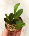 NOWOŚĆ STORCZYK Bulbophyllum taiwanense - wiwarium, terrarium