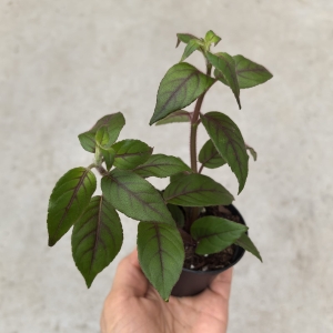 NOWOŚĆ RZADKOŚĆ Paradrymonia campostyla - wiwarium, terrarium