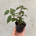 NOWOŚĆ RZADKOŚĆ Paradrymonia campostyla - wiwarium, terrarium