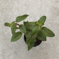 NOWOŚĆ RZADKOŚĆ Paradrymonia campostyla - wiwarium, terrarium