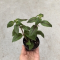 NOWOŚĆ RZADKOŚĆ Paradrymonia campostyla - wiwarium, terrarium