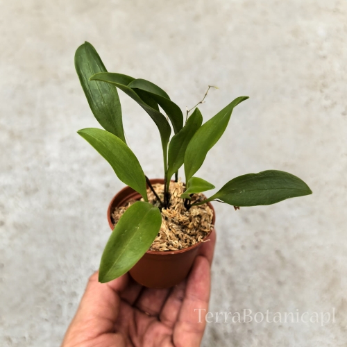 NOWOŚĆ STORCZYK Pleurothallis fusca - wiwarium, terrarium