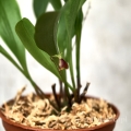 NOWOŚĆ STORCZYK Pleurothallis fusca - wiwarium, terrarium