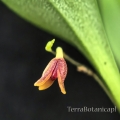 NOWOŚĆ STORCZYK Pleurothallis fusca - wiwarium, terrarium