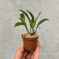 NOWOŚĆ STORCZYK Pleurothallis fusca - wiwarium, terrarium