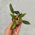 NOWOŚĆ STORCZYK Pleurothallis fusca - wiwarium, terrarium