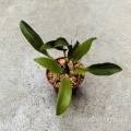 NOWOŚĆ STORCZYK Pleurothallis fusca - wiwarium, terrarium