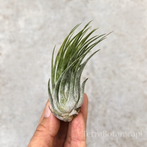 NOWOŚĆ Tillansia kolbii - wiwarium, paludarium
