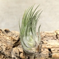 NOWOŚĆ Tillansia kolbii - wiwarium, paludarium