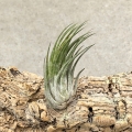 NOWOŚĆ Tillansia kolbii - wiwarium, paludarium