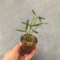 NOWOŚĆ RZADKOŚĆ STORCZYK Scaphyglottis prolifera
