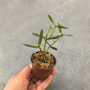 NOWOŚĆ RZADKOŚĆ STORCZYK Scaphyglottis prolifera