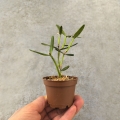 NOWOŚĆ RZADKOŚĆ STORCZYK Scaphyglottis prolifera
