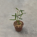 NOWOŚĆ RZADKOŚĆ STORCZYK Scaphyglottis prolifera
