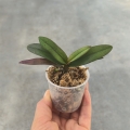 NOWOŚĆ RZADKOŚĆ STORCZYK Doritis pulcherrima 'Coerulea' x Ascocentrum miniatum