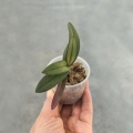 NOWOŚĆ RZADKOŚĆ STORCZYK Doritis pulcherrima 'Coerulea' x Ascocentrum miniatum