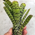 NOWOŚĆ Neoregelia 'Flerida' - wiwarium, paludarium