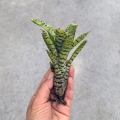 NOWOŚĆ Neoregelia 'Flerida' - wiwarium, paludarium