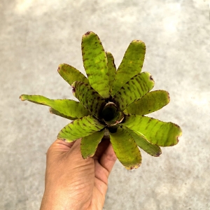 Neoregelia 'Thera' - wiwarium, paludarium