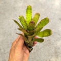 Neoregelia 'Thera' - wiwarium, paludarium