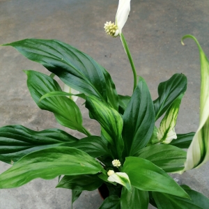 Spathiphyllum 'Pearl Cupido'