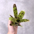 Neoregelia 'Anteia' - wiwarium