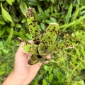 Neoregelia 'Anteia' - wiwarium