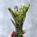 Neoregelia 'Anteia' - wiwarium