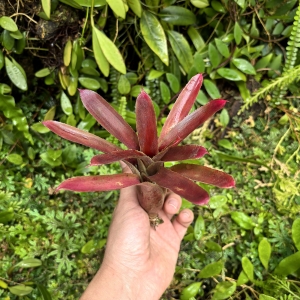 Neoregelia pineliana x eltoniana rozm.M
