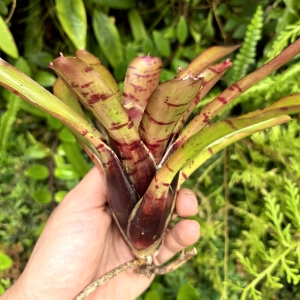 Neoregelia rubrifolia Hybrid z odrostem - terrarium, paludarium