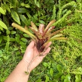 Neoregelia rubrifolia Hybrid z odrostem - terrarium, paludarium