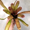 Neoregelia rubrifolia Hybrid z odrostem - terrarium, paludarium