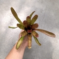Neoregelia rubrifolia Hybrid z odrostem - terrarium, paludarium