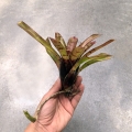 Neoregelia rubrifolia Hybrid z odrostem - terrarium, paludarium