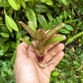 Neoregelia 'Small Hybrid' - wiwarium, paludarium
