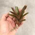 Neoregelia 'Small Hybrid' - wiwarium, paludarium
