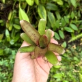 Neoregelia 'Small Hybrid' - wiwarium, paludarium