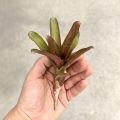 Neoregelia 'Small Hybrid' - wiwarium, paludarium