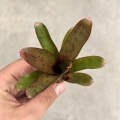 Neoregelia 'Small Hybrid' - wiwarium, paludarium