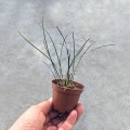 RZADKOŚĆ STORCZYK Dendrochilum warrenii