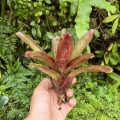 Neoregelia 'Brandywine'- wiwarium, terrarium