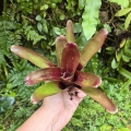 Neoregelia 'Brandywine'- wiwarium, terrarium