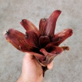 Neoregelia 'Brandywine'- wiwarium, terrarium